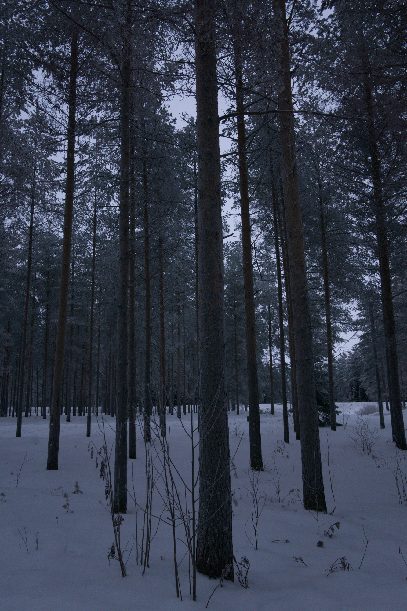 frosty trees 158 — Descargar