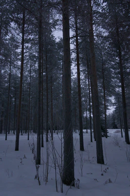 frosty trees 158 — Descargar