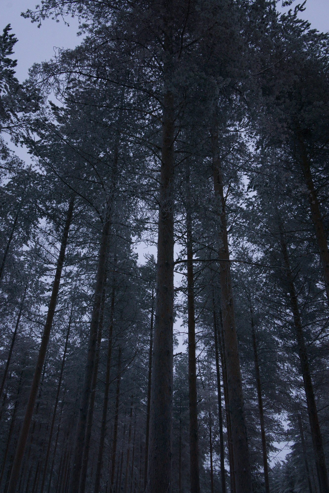 frosty trees 159 — Descargar