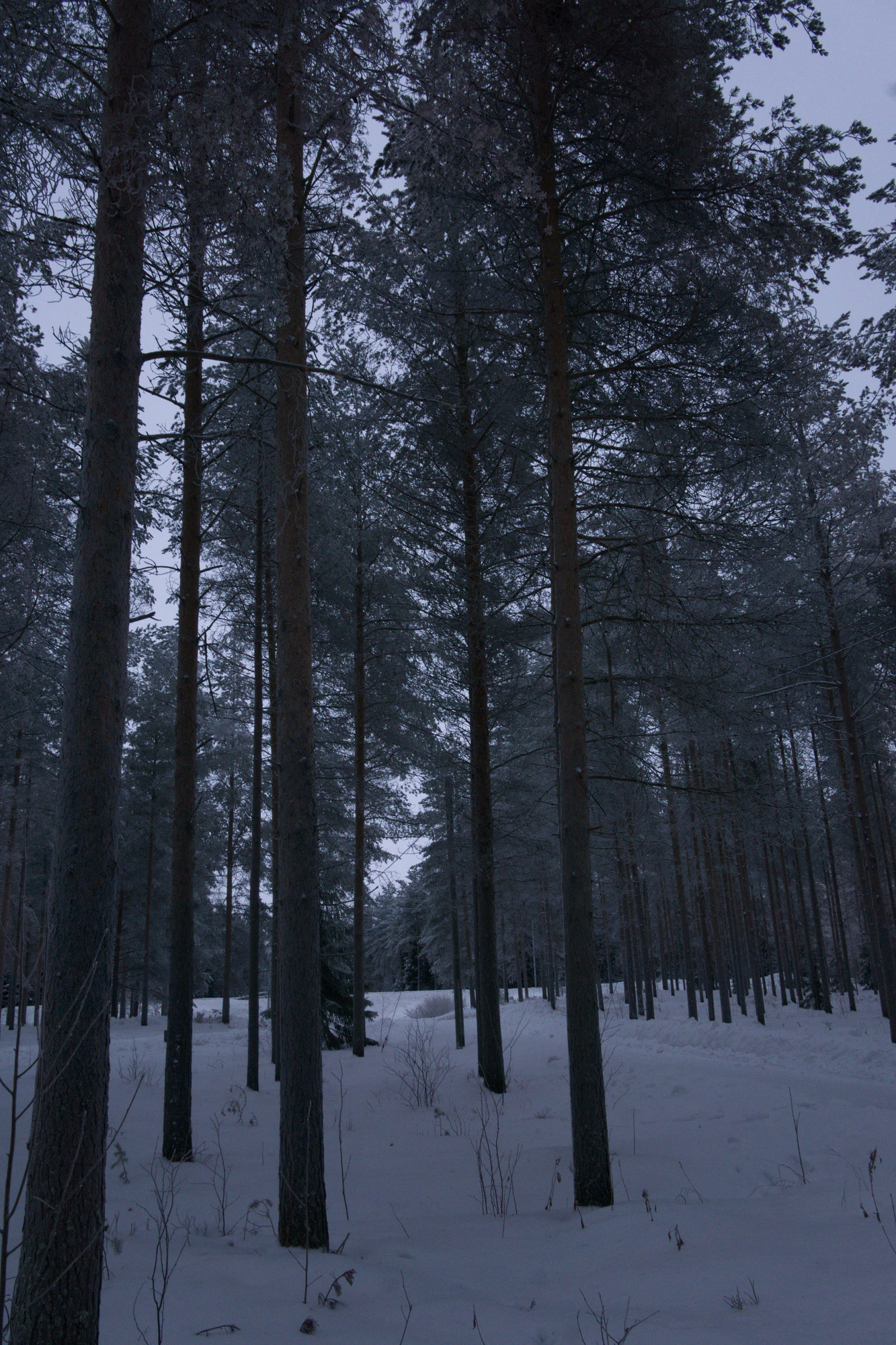 frosty trees 160 — Descargar