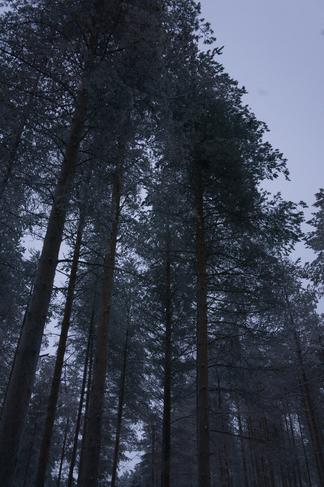 frosty trees 161 — Descargar