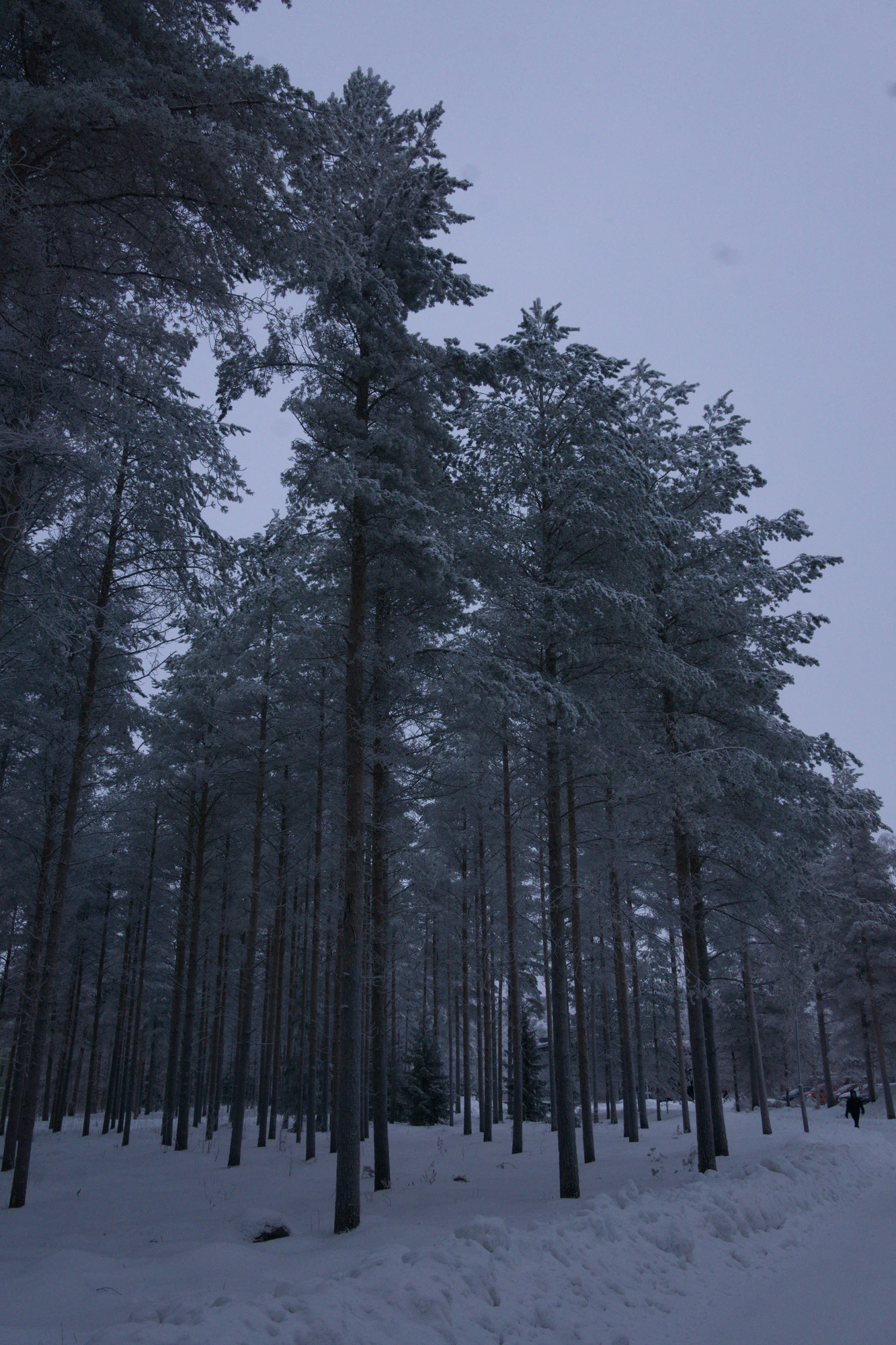 frosty trees 162 — Descargar
