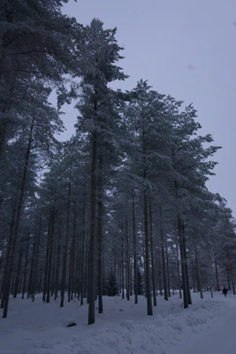 frosty trees 162 — Descargar