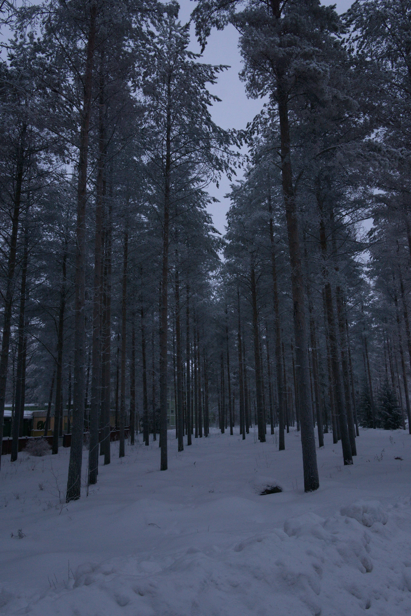 frosty trees 163 — Descargar
