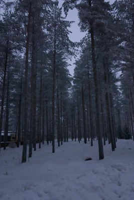 frosty trees 163 — Descargar