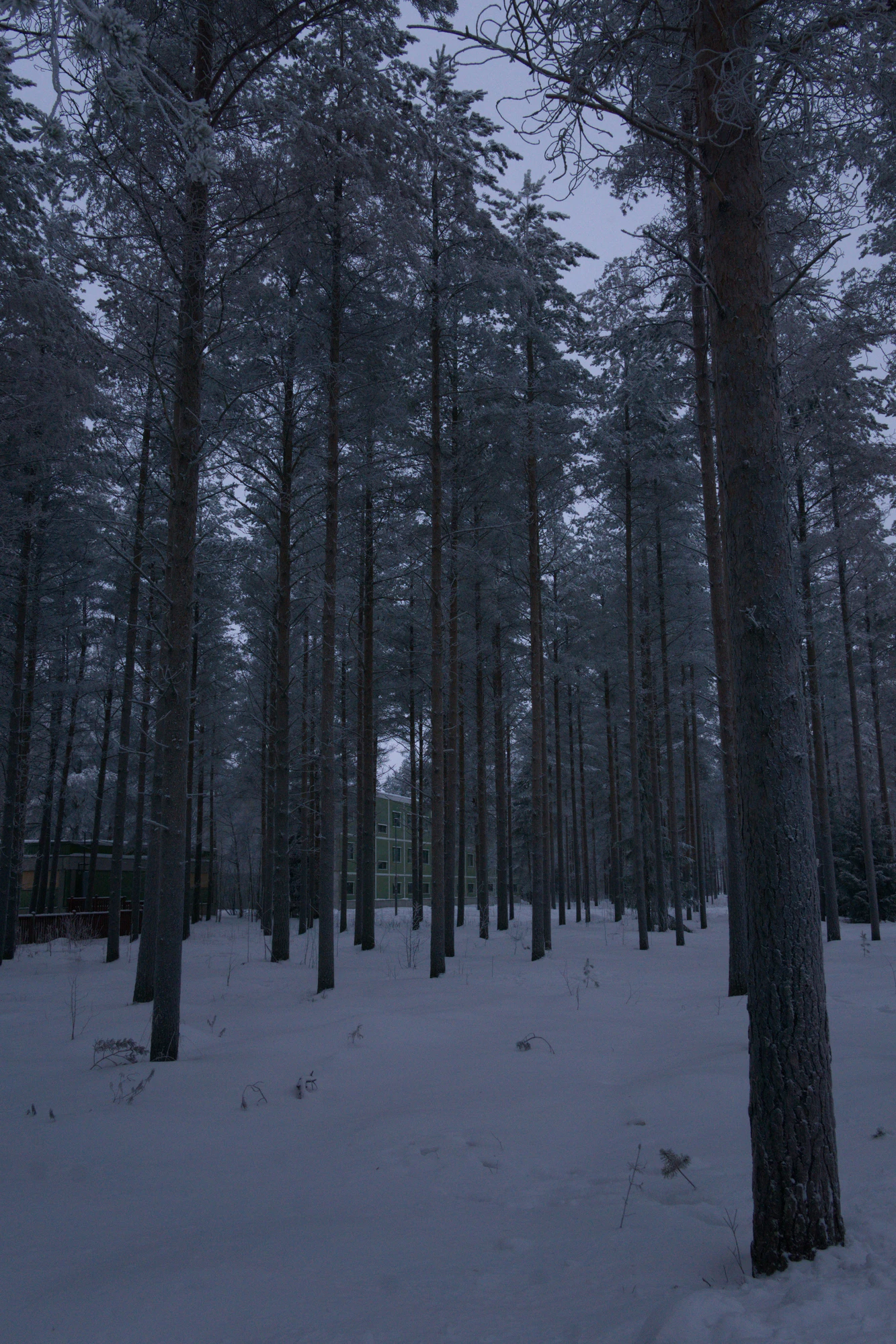 frosty trees 164 — Descargar