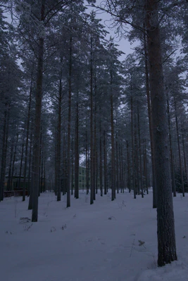 frosty trees 164 — Descargar