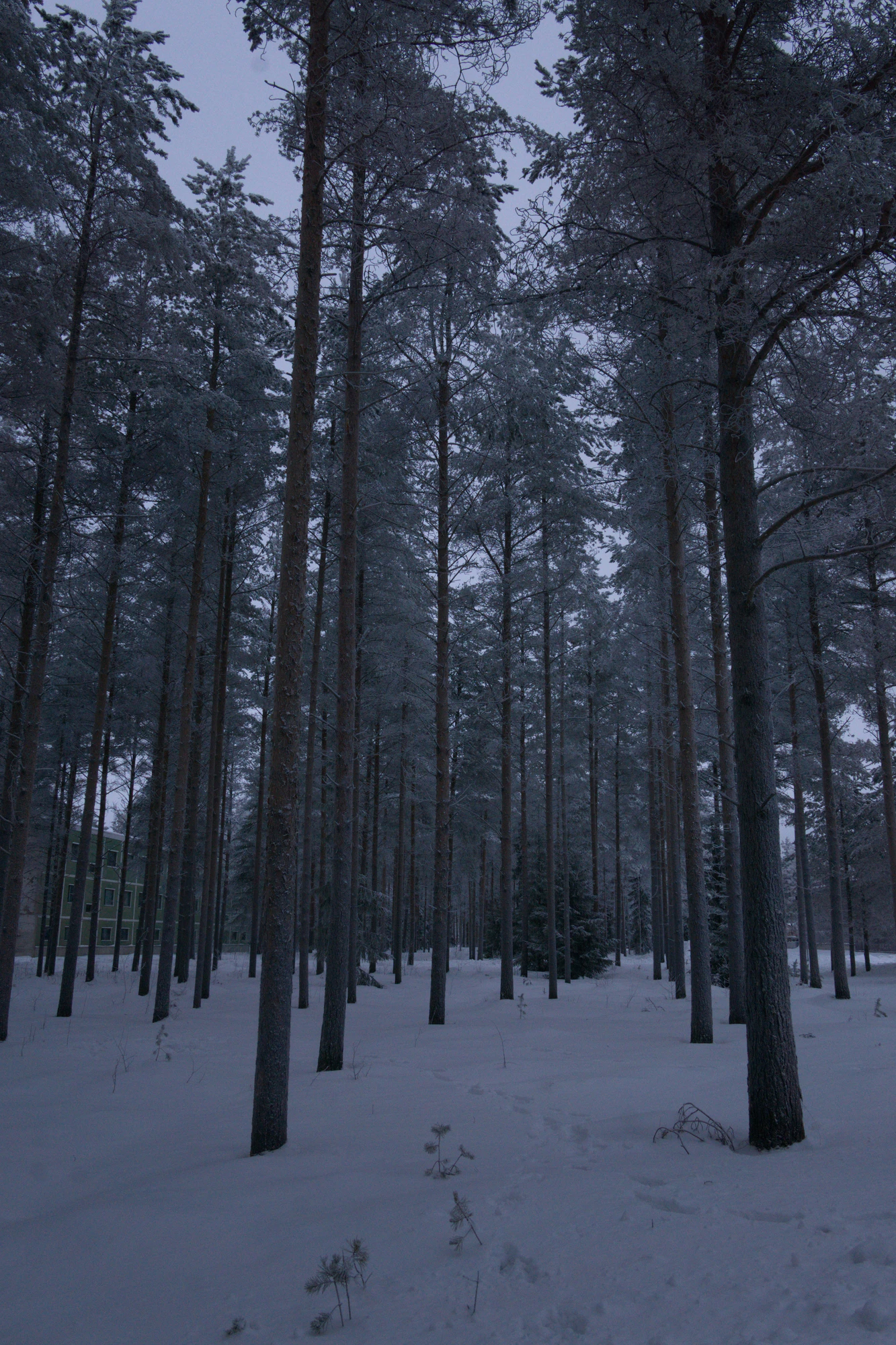 frosty trees 165 — Скачать