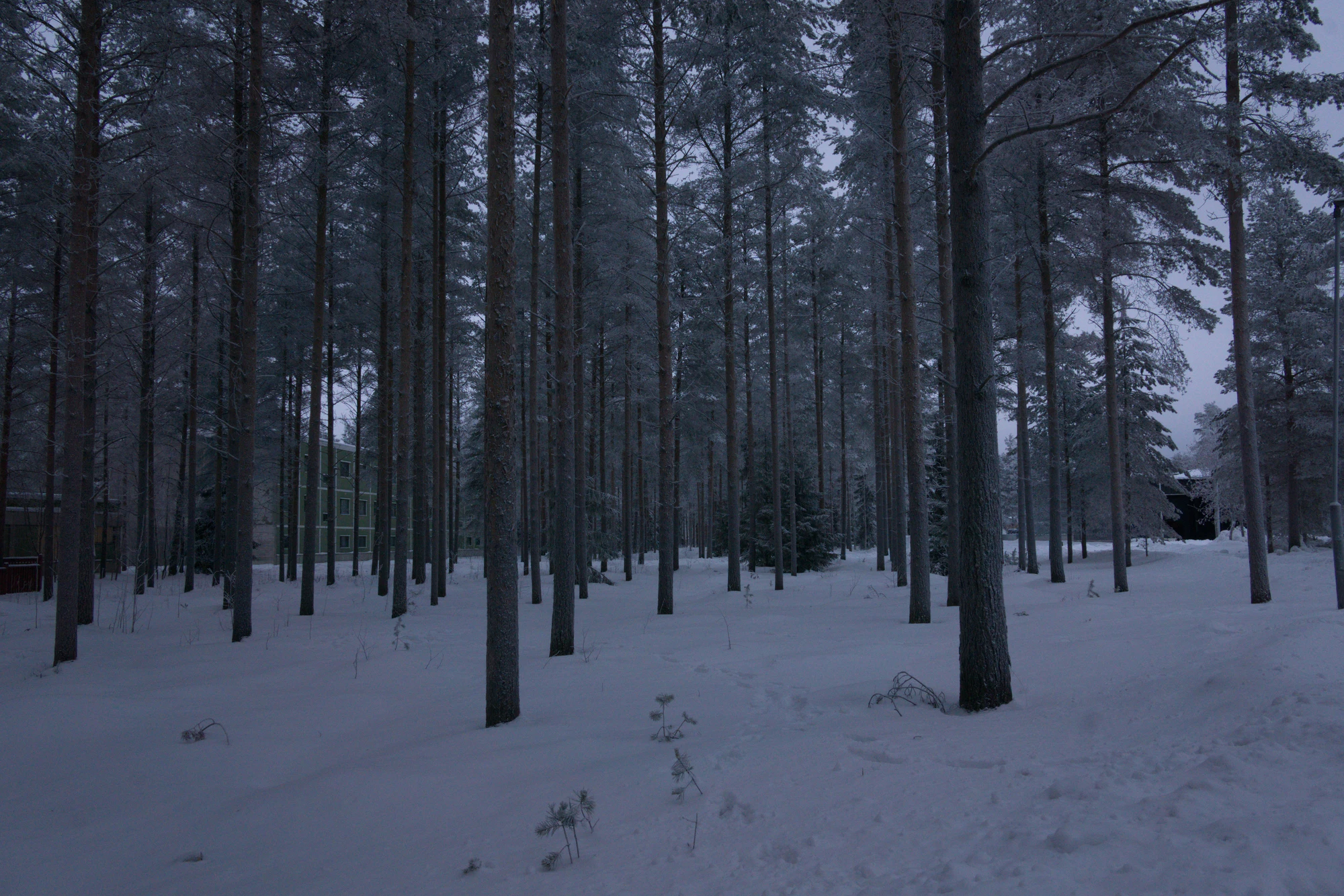 frosty trees 166 — Скачать