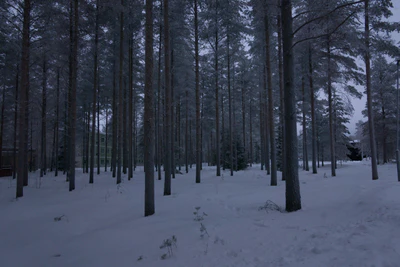 frosty trees 166 — Скачать