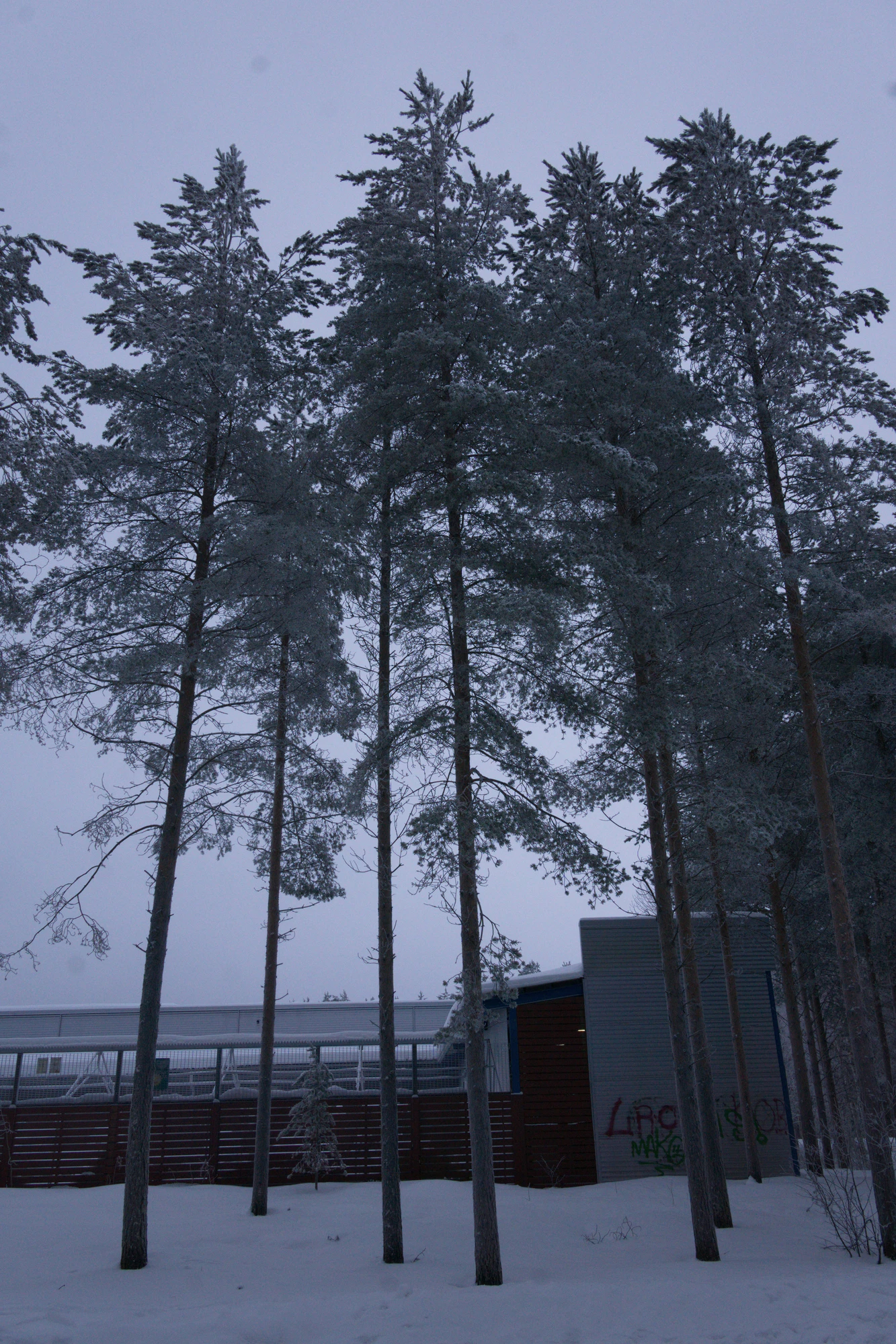frosty trees 167 — Скачать