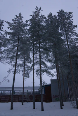 frosty trees 167 — Скачать