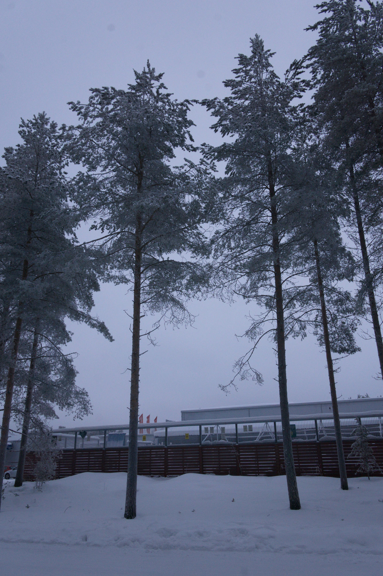 frosty trees 168 — Скачать