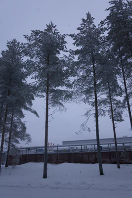 frosty trees 168 — Скачать