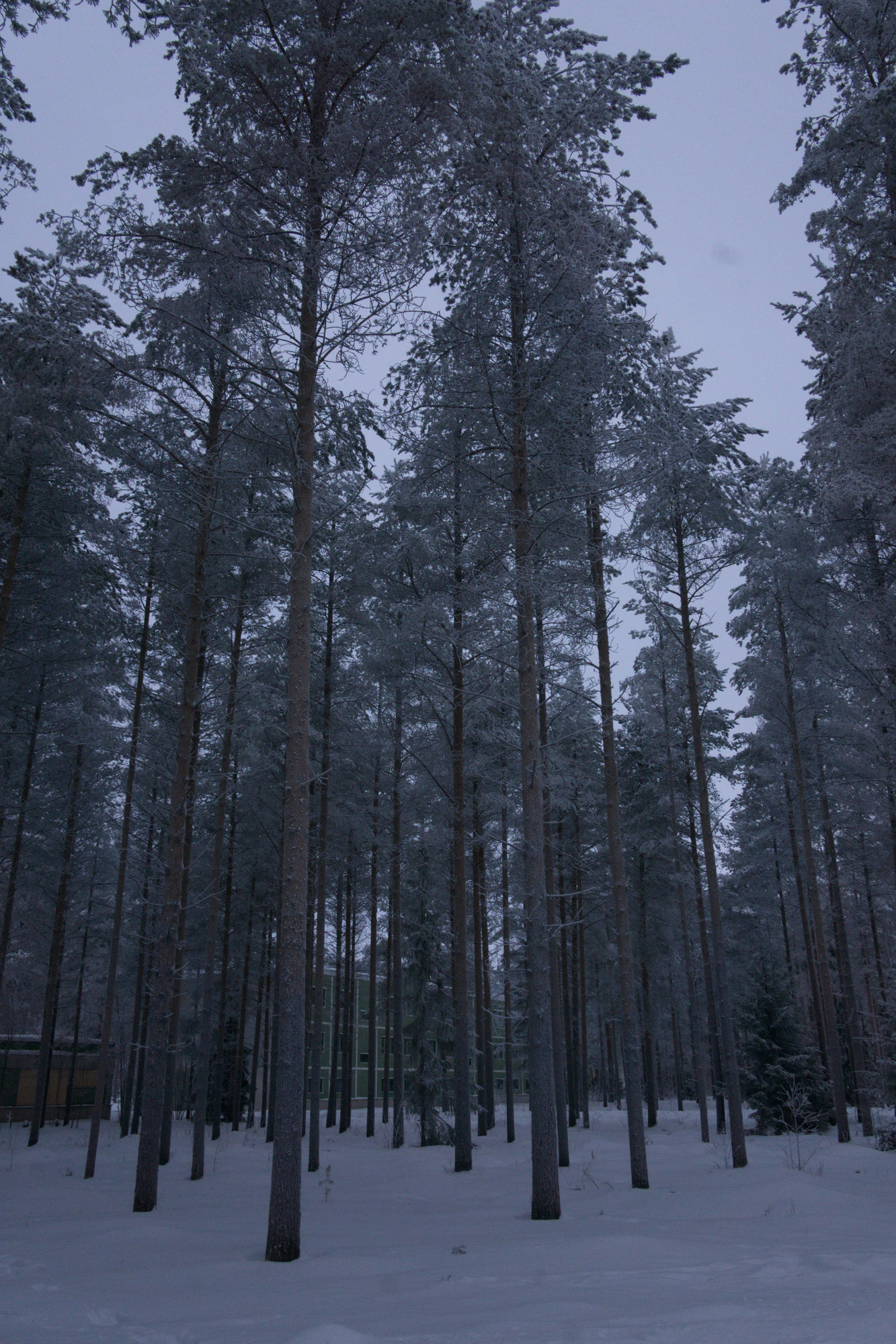 frosty trees 169 — Скачать