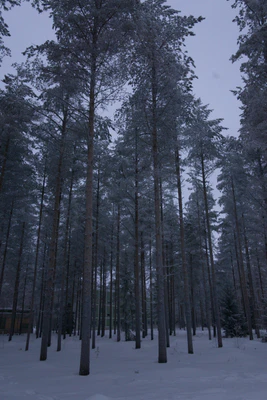 frosty trees 169 — Скачать