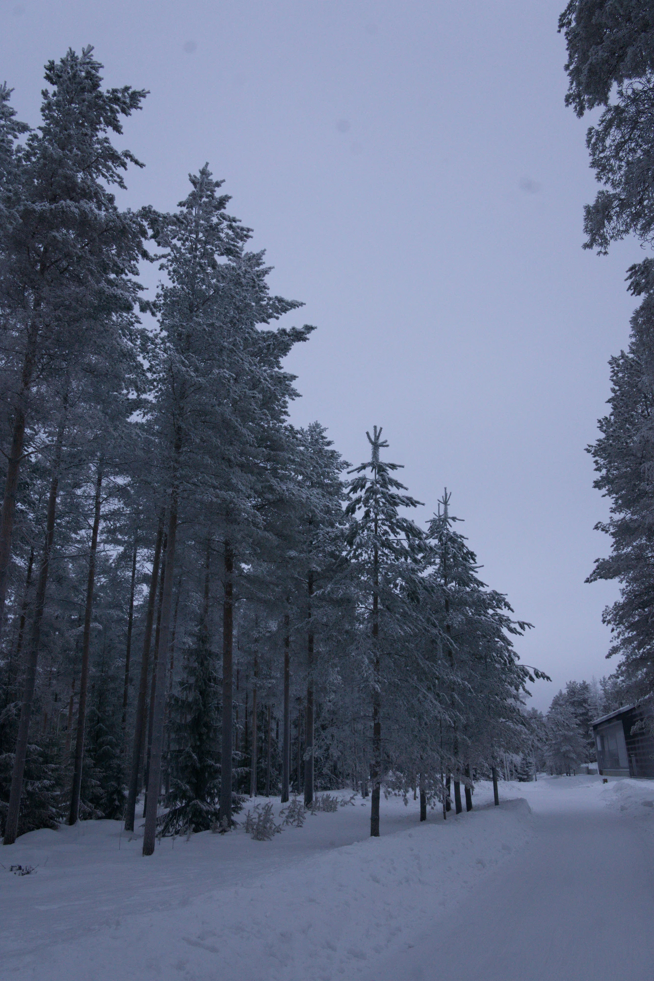 frosty trees 170 — Скачать