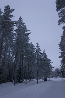 frosty trees 170 — Скачать