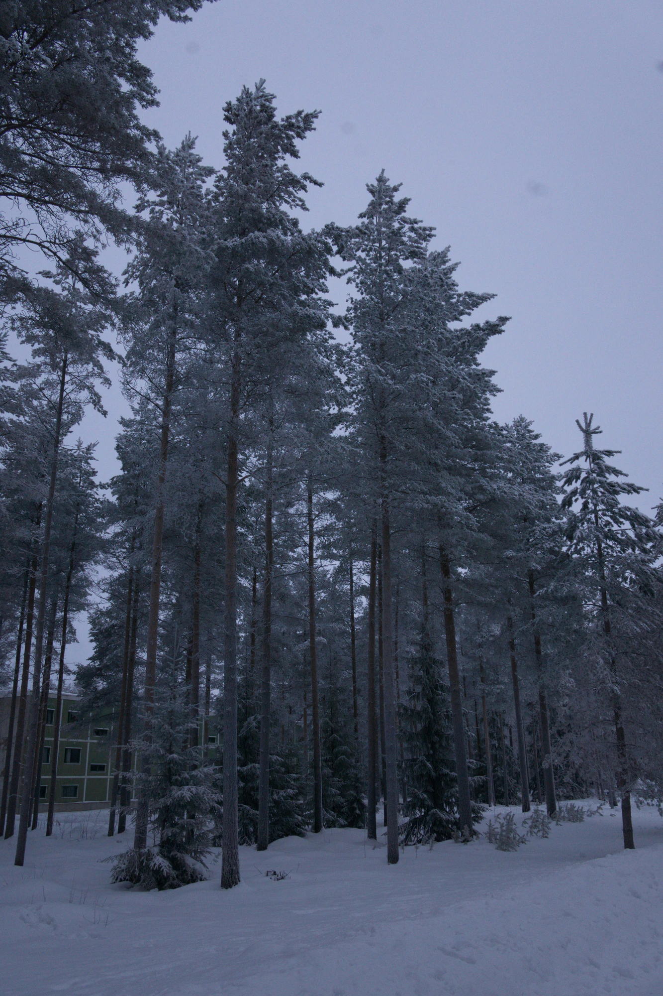 frosty trees 171 — Descargar