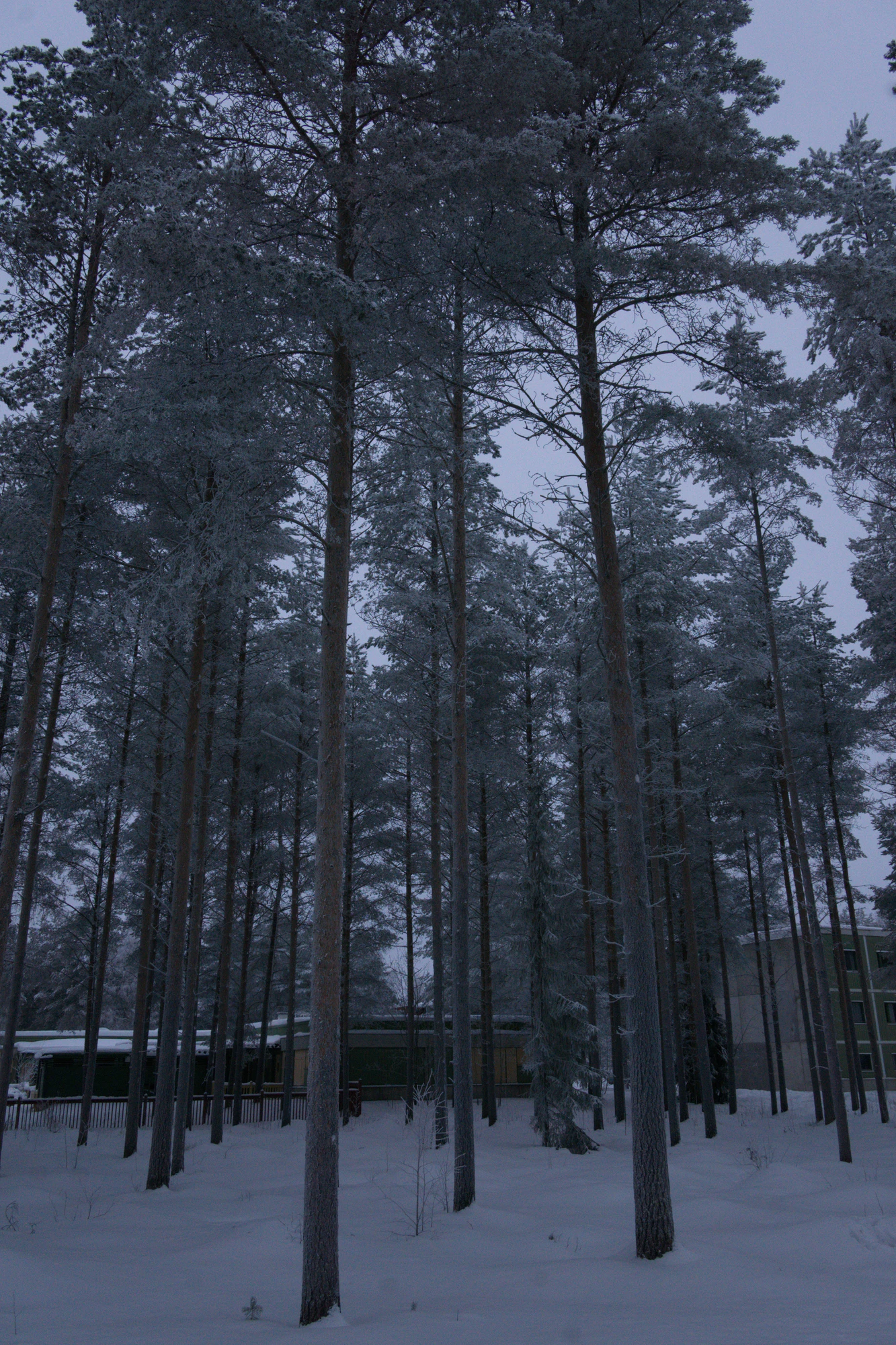 frosty trees 172 — Скачать