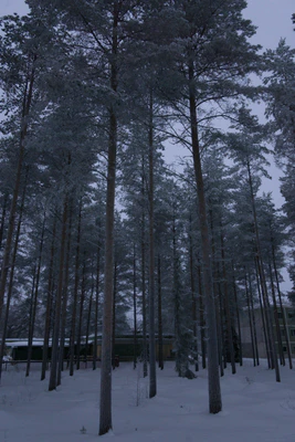 frosty trees 172 — Скачать