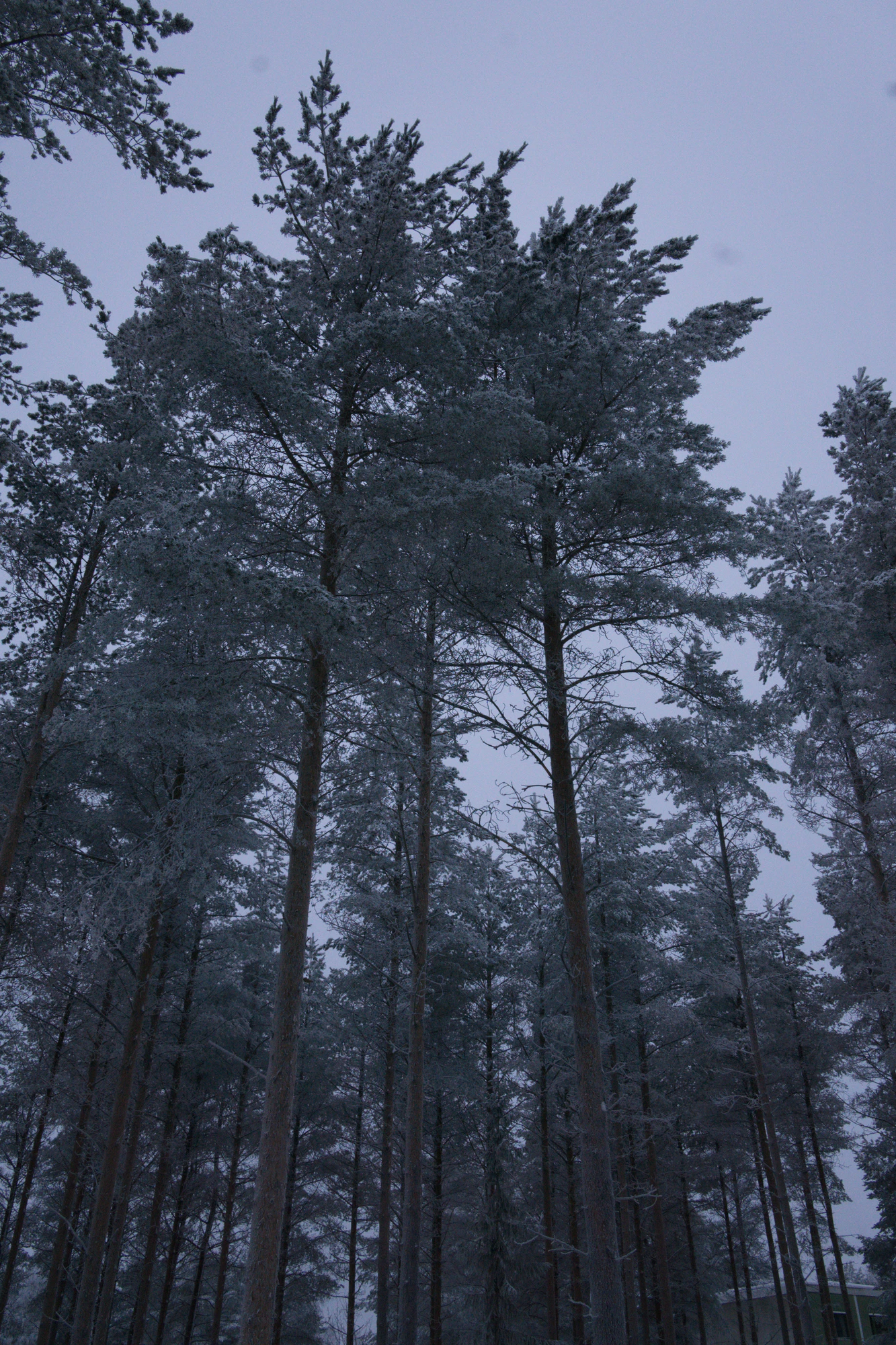 frosty trees 173 — Descargar