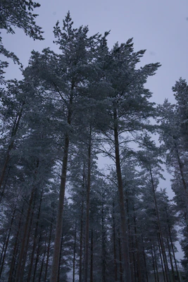 frosty trees 173 — Descargar