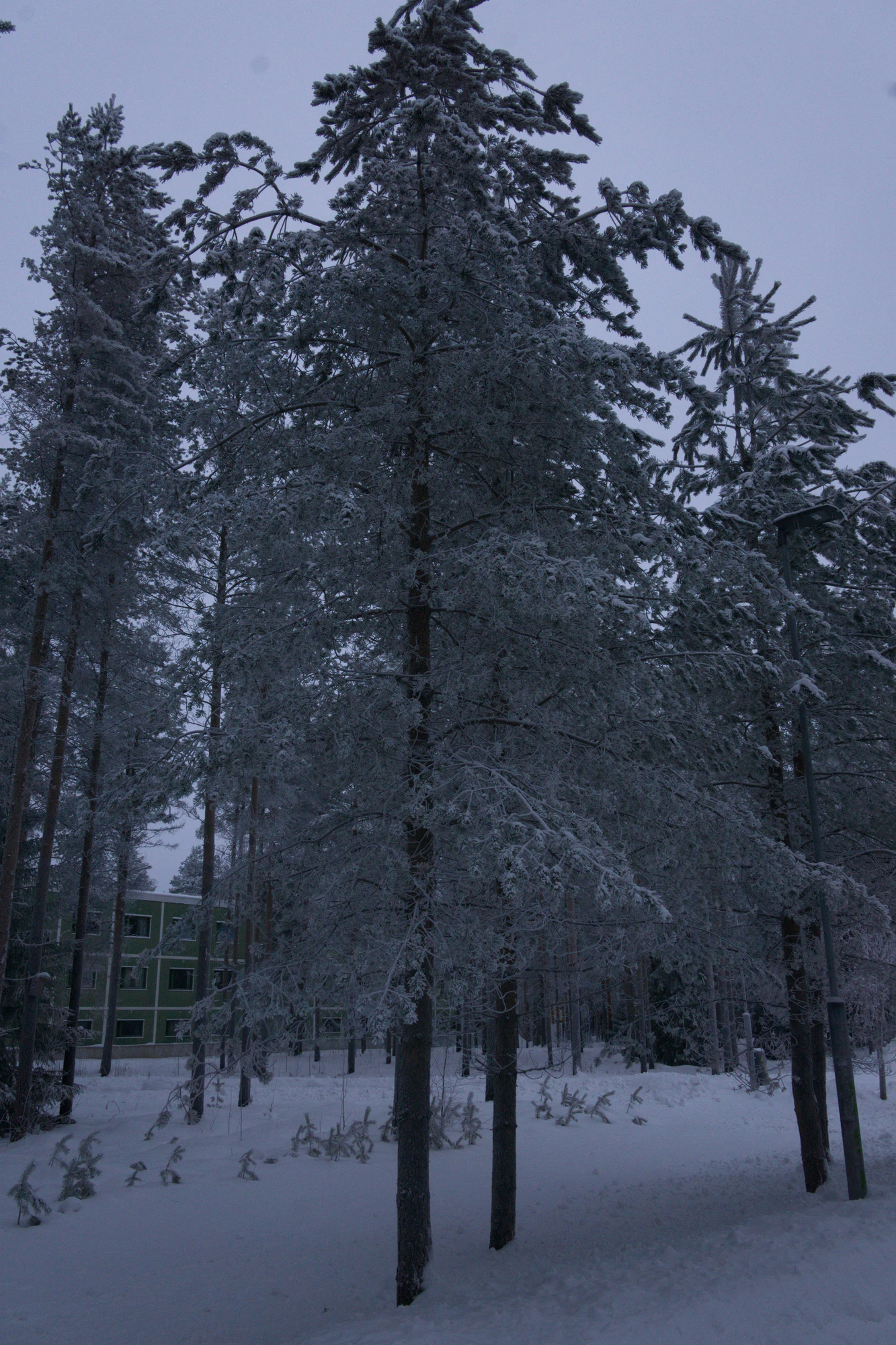 frosty trees 174 — Descargar