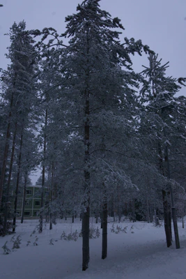 frosty trees 174 — Descargar