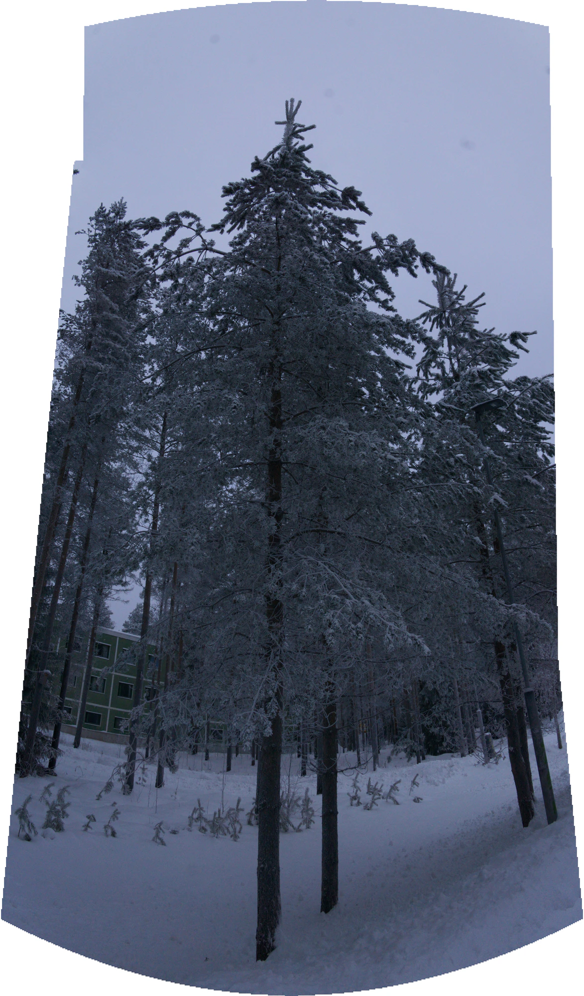 frosty trees 175 — Скачать