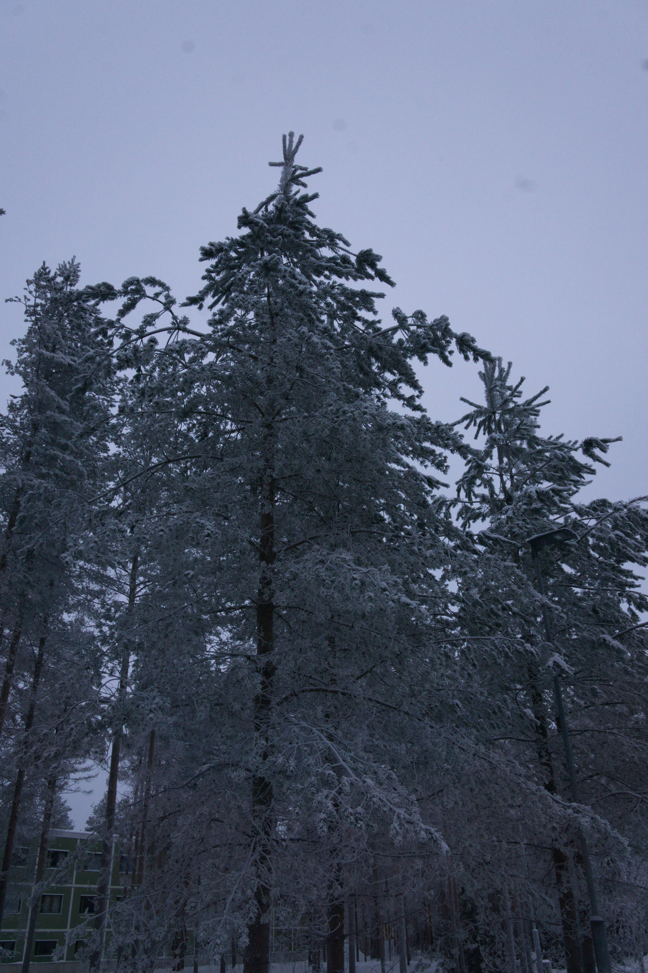 frosty trees 176 — Descargar