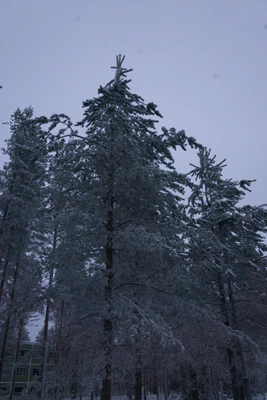 frosty trees 176 — Descargar