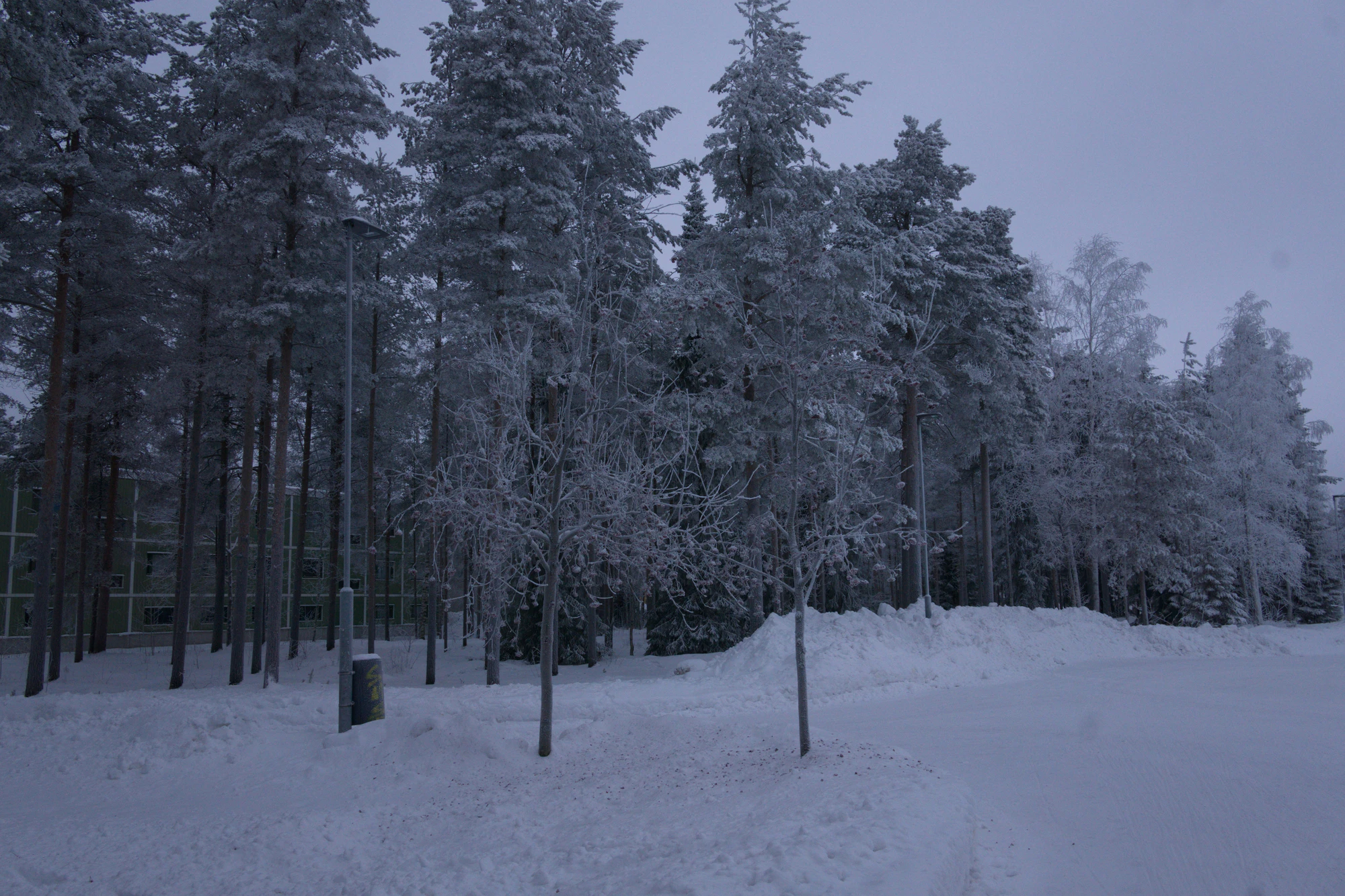 frosty trees 177 — Скачать