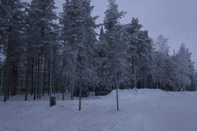 frosty trees 177 — Скачать