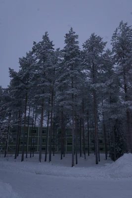 frosty trees 178 — Скачать