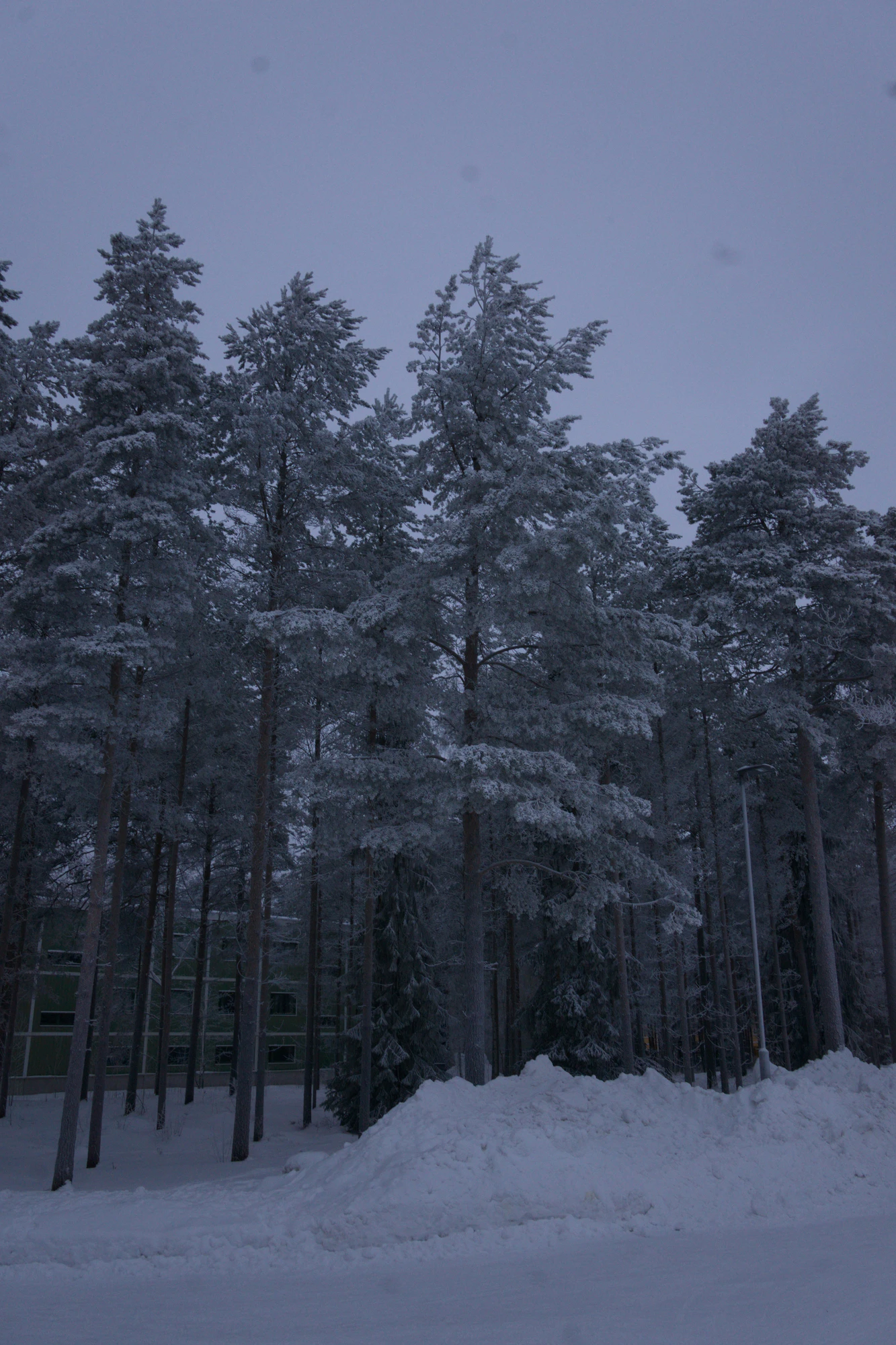 frosty trees 180 — Скачать