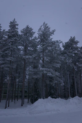 frosty trees 180 — Скачать