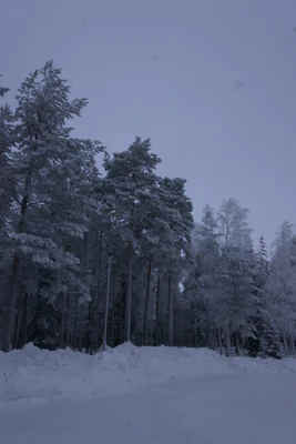 frosty trees 181 — Descargar