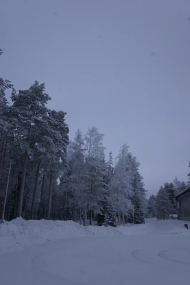 frosty trees 182 — Descargar