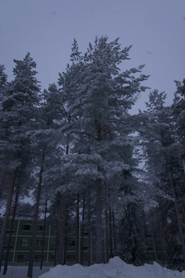 frosty trees 183 — Descargar