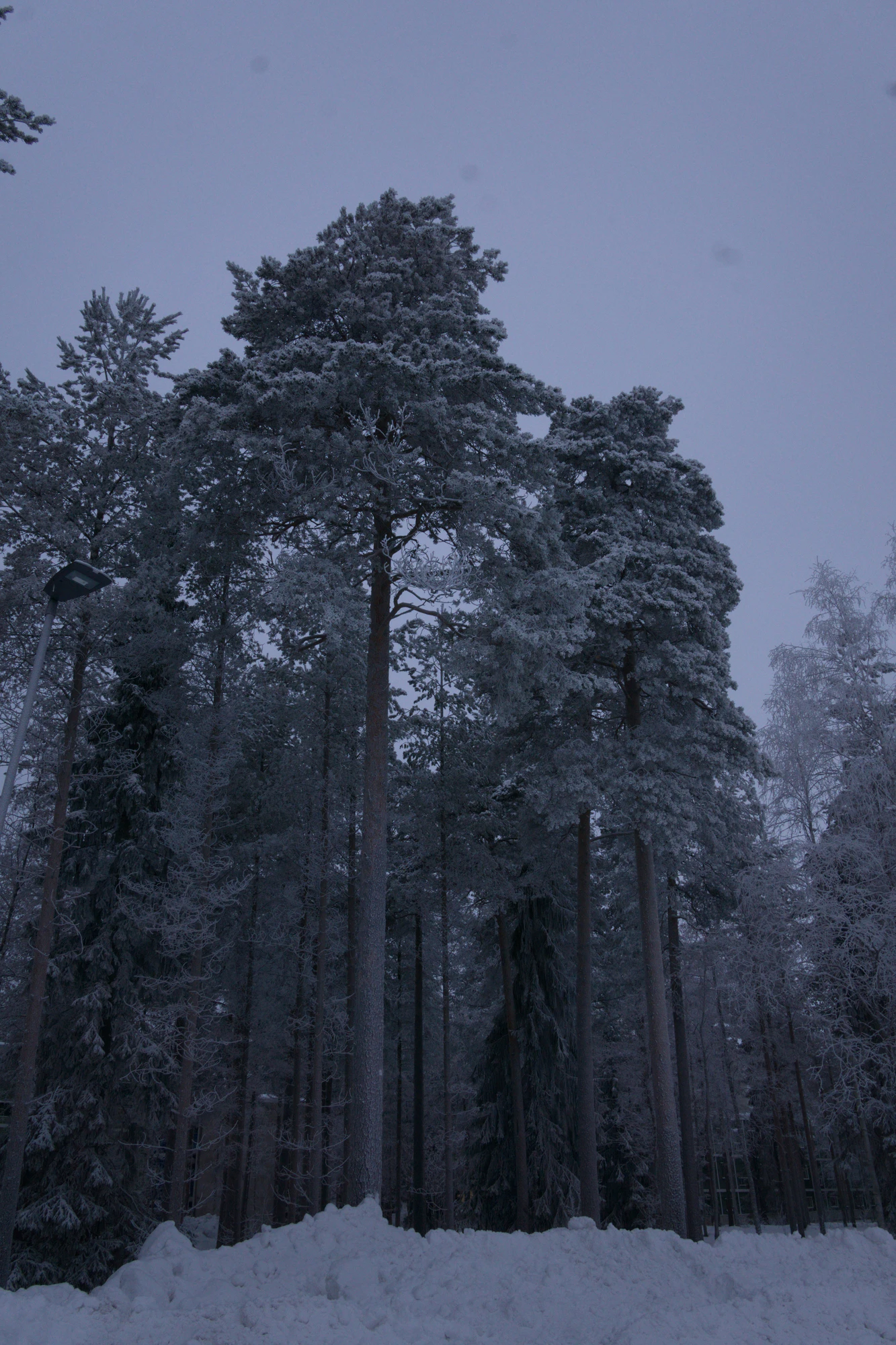 frosty trees 184 — Descargar