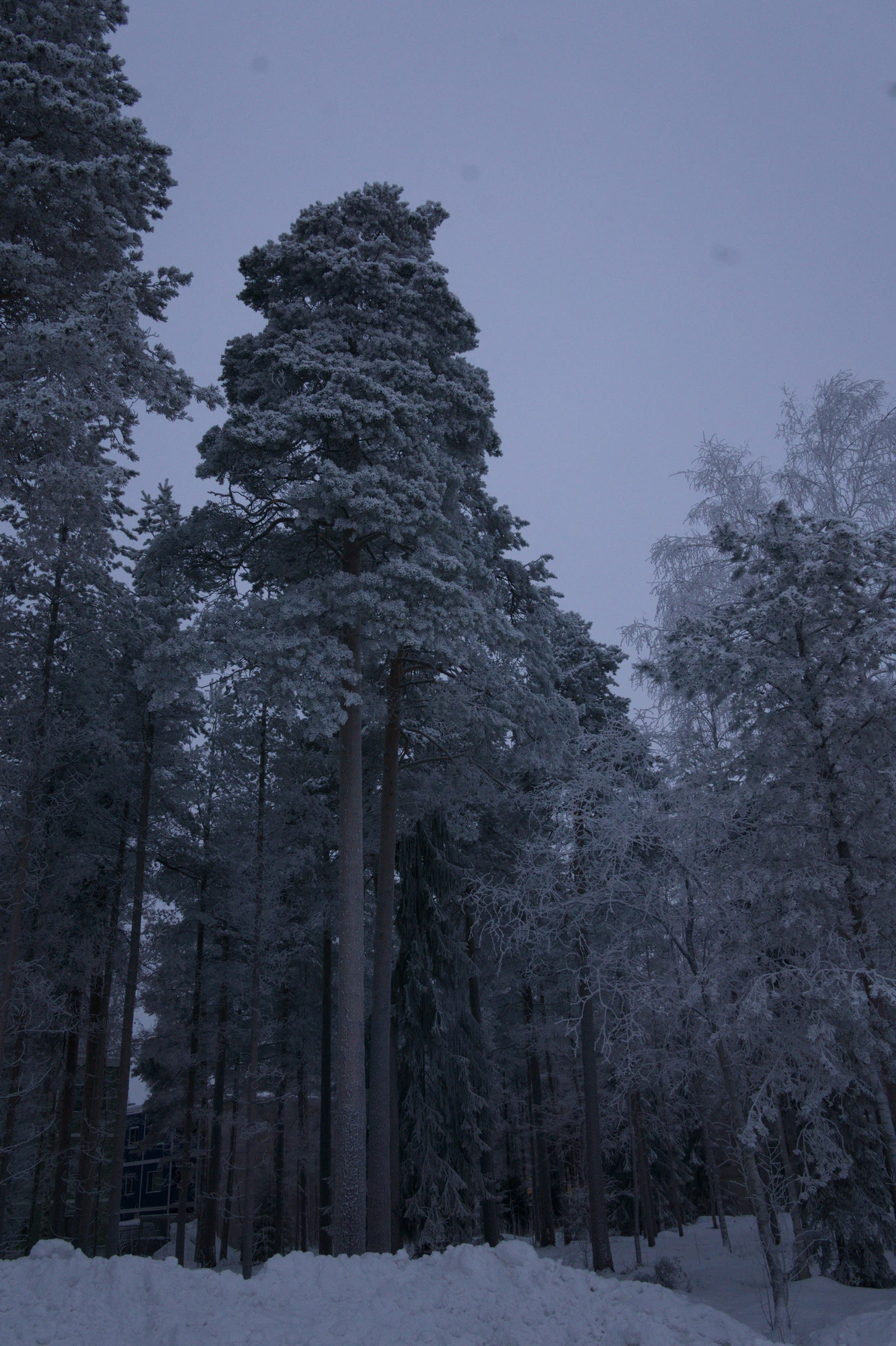 frosty trees 185 — Descargar