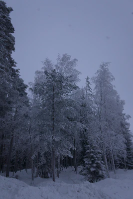 frosty trees 186 — Descargar