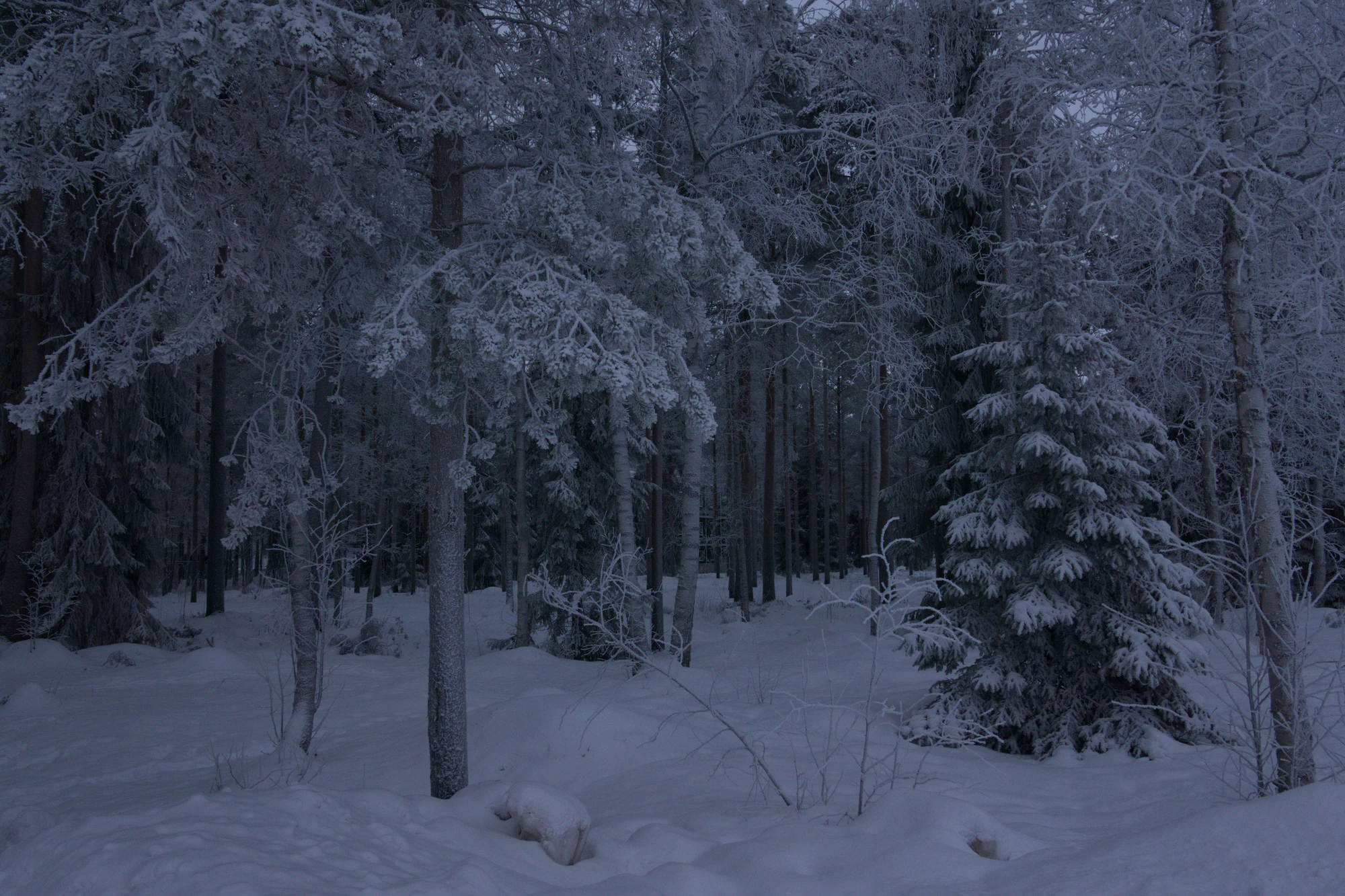 frosty trees 187 — Скачать