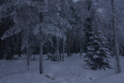 frosty trees 187 — Скачать