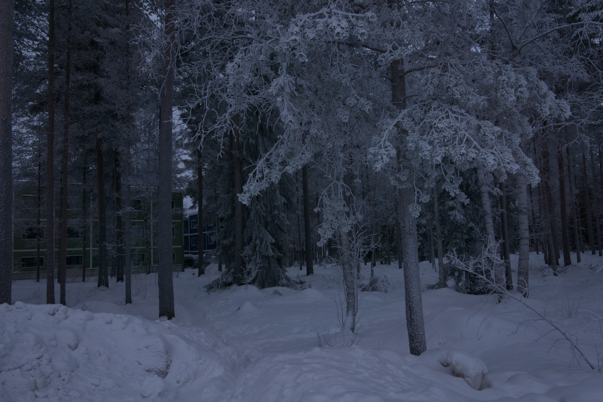 frosty trees 188 — Descargar