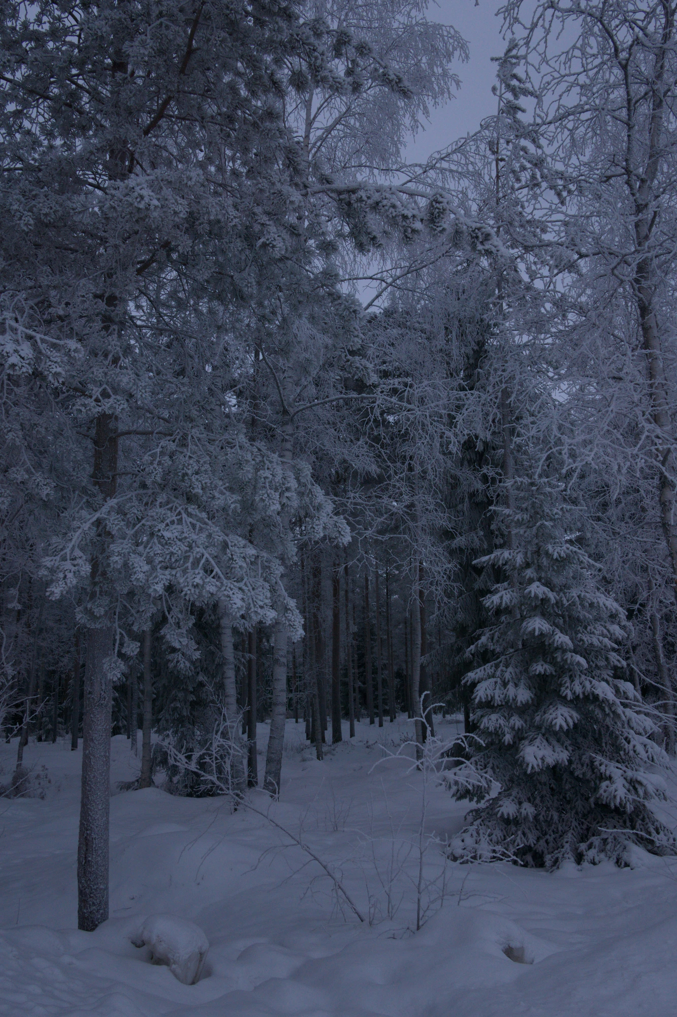 frosty trees 189 — Descargar