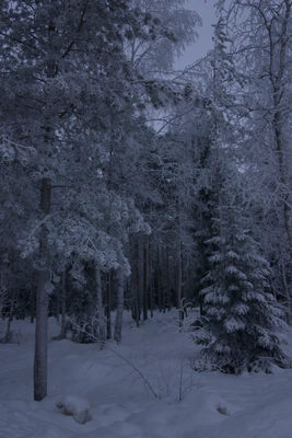 frosty trees 189 — Descargar