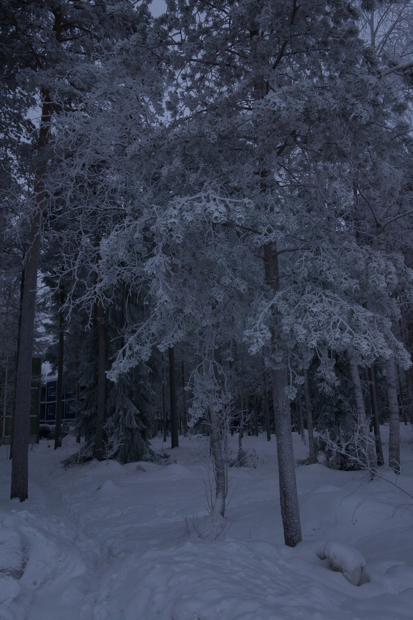 frosty trees 190 — Descargar