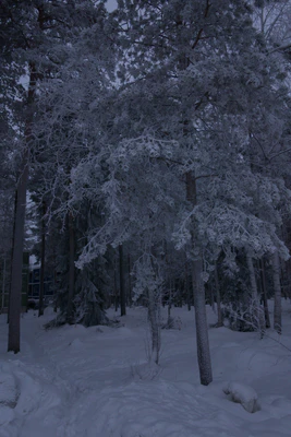 frosty trees 190 — Descargar